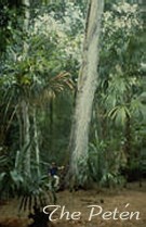 Ceiba Tree, The Peten, Guatemala